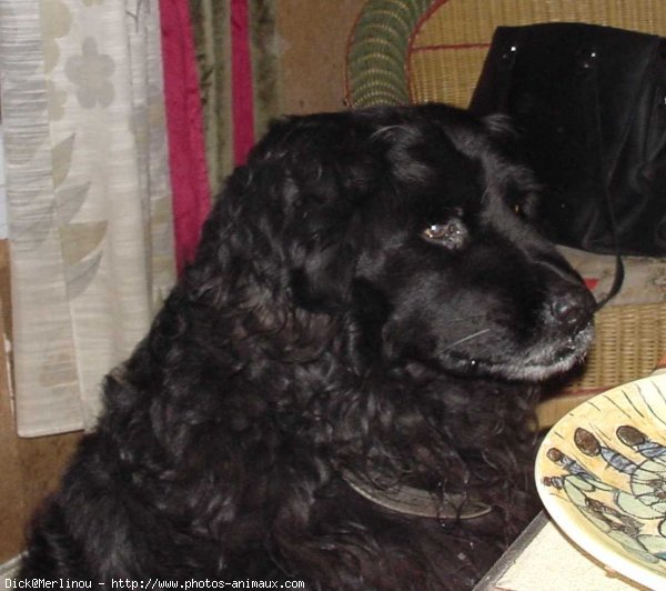 Photo de Chien de terre-neuve