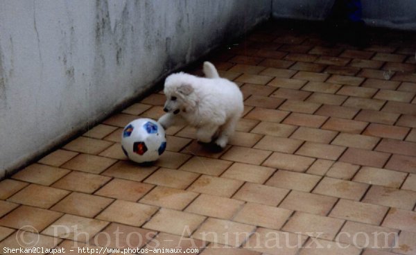 Photo de Berger blanc suisse