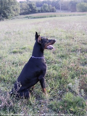 Photo de Dobermann