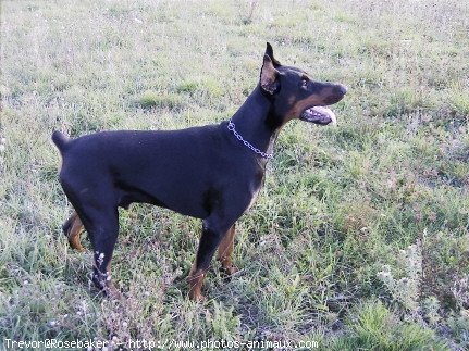 Photo de Dobermann