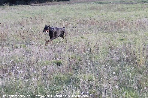 Photo de Dobermann