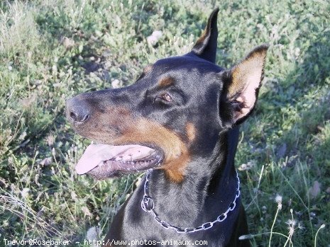 Photo de Dobermann