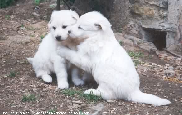 Photo de Berger blanc suisse