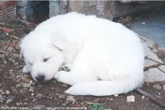 Photo de Berger blanc suisse