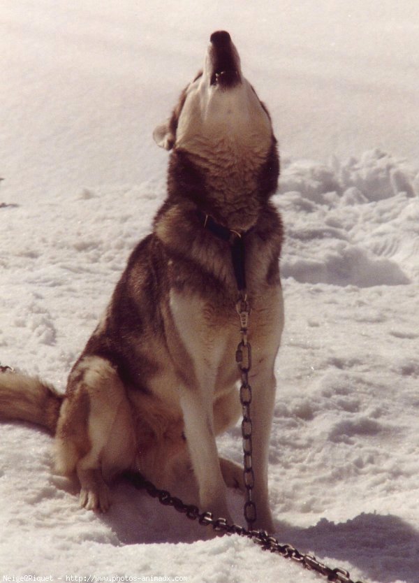 Photo de Husky siberien