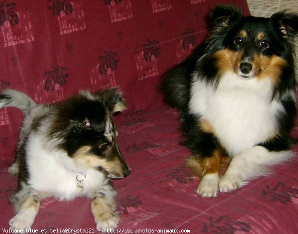 Photo de Chien de berger des shetland