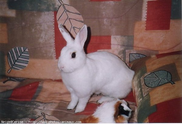 Photo de Lapin