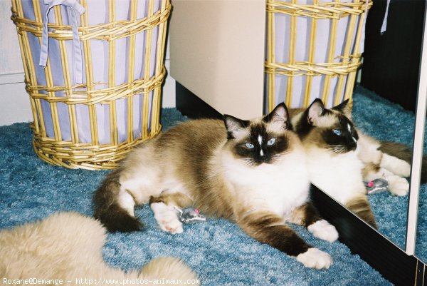 Photo de Ragdoll