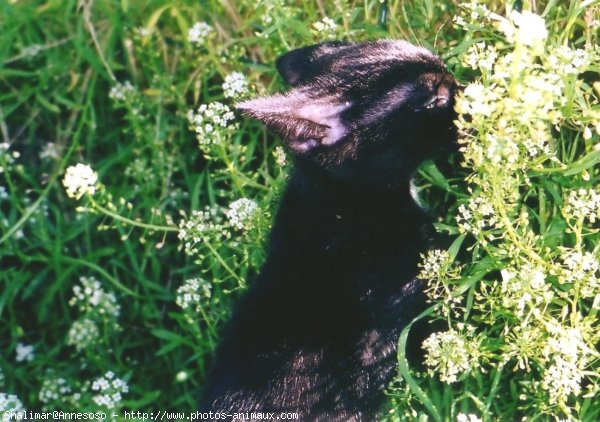 Photo de Chat domestique