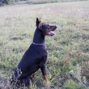 Photo de Dobermann