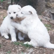 Photo de Berger blanc suisse