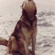 Photo de Husky siberien