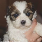 Photo de Shih tzu