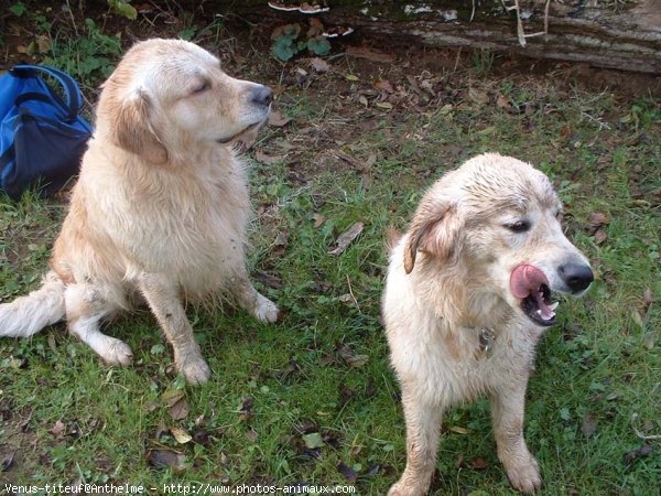 Photo de Golden retriever