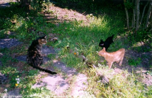 Photo de Chat domestique