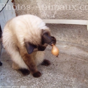 Photo de Sacr de birmanie