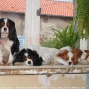 Photo de Cavalier king charles spaniel