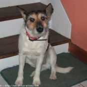 Photo de Fox terrier  poil dur