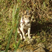 Photo de Fox terrier  poil dur