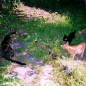 Photo de Chat domestique