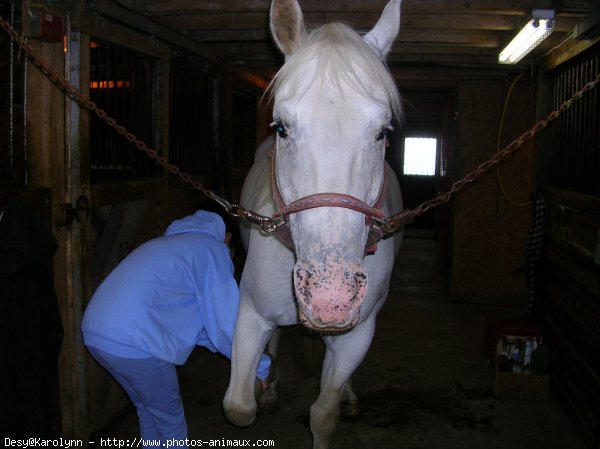 Photo d'Appaloosa