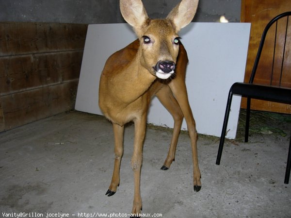 Photo de Biche