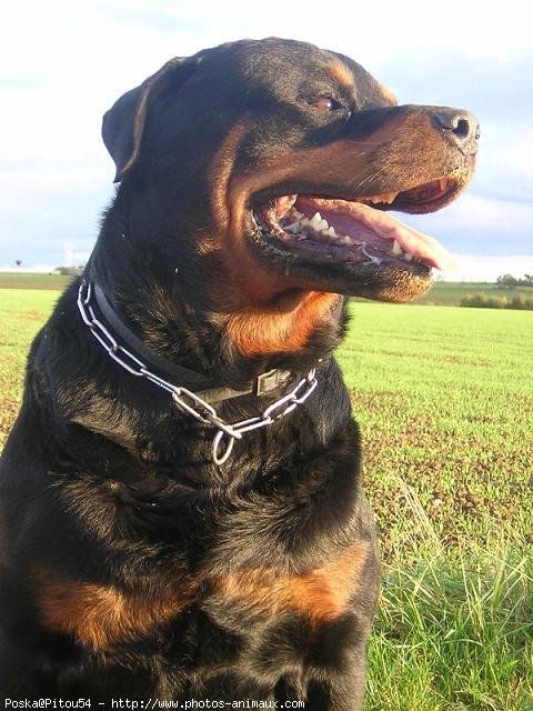 Photo de Rottweiler