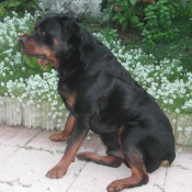 Photo de Rottweiler