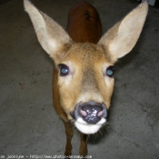 Photo de Biche