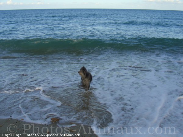 Photo de Chien de berger des pyrenes  poil long