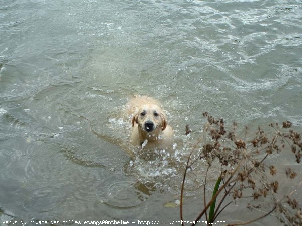 Photo de Golden retriever