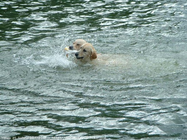 Photo de Golden retriever