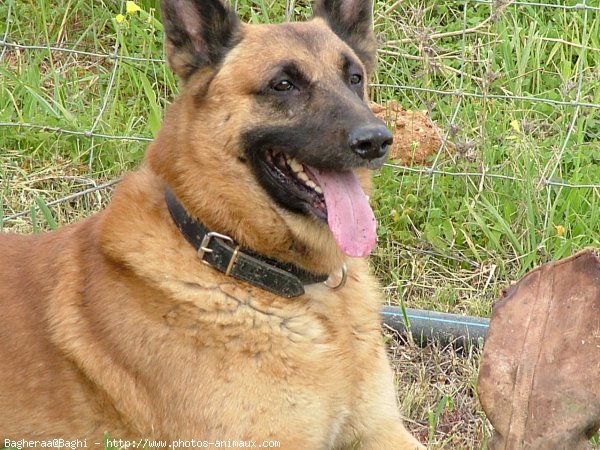 Photo de Berger belge malinois