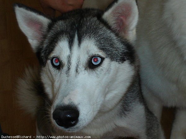 Photo de Husky siberien