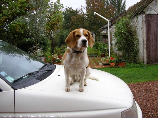 Photo de Beagle