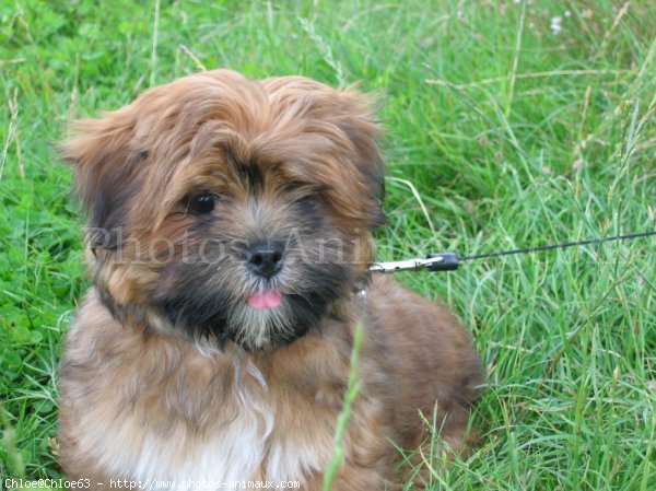 Photo de Lhassa apso