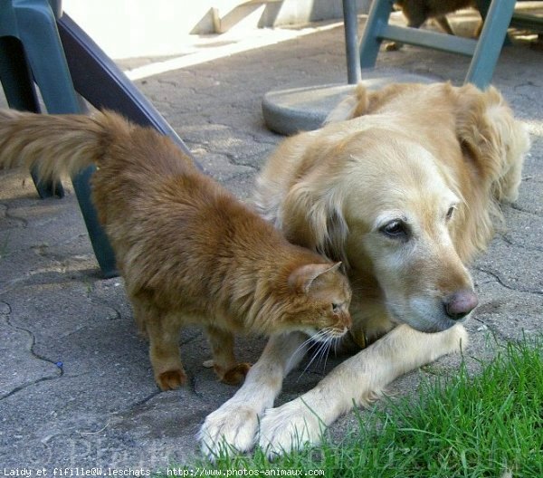 Photo de Golden retriever