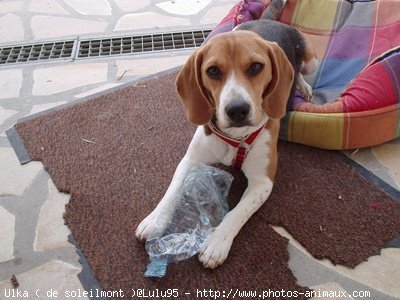 Photo de Beagle