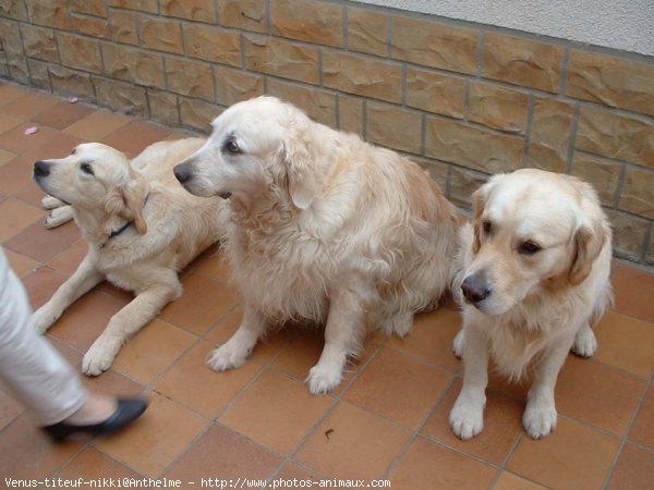 Photo de Golden retriever