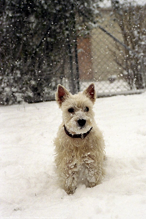 Photo de West highland white terrier