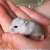 Photo de Hamster