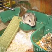 Photo de Hamster