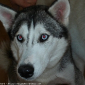 Photo de Husky siberien