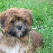 Photo de Lhassa apso