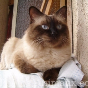 Photo de Sacr de birmanie