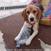 Photo de Beagle