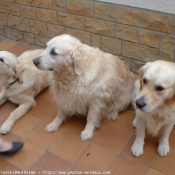 Photo de Golden retriever