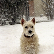 Photo de West highland white terrier