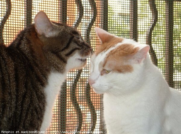 Photo de Chat domestique