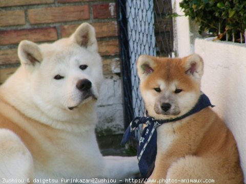 Photo d'Akita inu